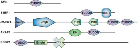 tudor domain proteins|tudor's protein family.